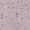 Torsin Family 4 Member A antibody, HPA044913, Atlas Antibodies, Immunohistochemistry paraffin image 