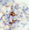 Podocan antibody, AF3104, R&D Systems, Immunohistochemistry frozen image 