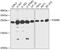 Proteasome Subunit Beta 2 antibody, 15-111, ProSci, Western Blot image 