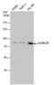 Coiled-Coil Domain Containing 27 antibody, PA5-40115, Invitrogen Antibodies, Western Blot image 