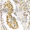 DLG Associated Protein 5 antibody, A2197, ABclonal Technology, Immunohistochemistry paraffin image 