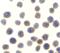 TANK Binding Kinase 1 antibody, A00261, Boster Biological Technology, Western Blot image 