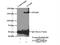 ATPase Family AAA Domain Containing 2 antibody, 23894-1-AP, Proteintech Group, Immunoprecipitation image 