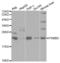 Proteasome Subunit Beta 9 antibody, abx001469, Abbexa, Western Blot image 