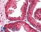 Peroxiredoxin 3 antibody, LS-B2803, Lifespan Biosciences, Immunohistochemistry paraffin image 