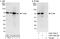 Coilin antibody, A303-760A, Bethyl Labs, Western Blot image 