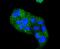 Keratin 4 antibody, A07410-2, Boster Biological Technology, Immunocytochemistry image 