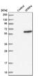 Frp antibody, HPA009712, Atlas Antibodies, Western Blot image 