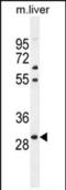 Paired Like Homeobox 2B antibody, PA5-35044, Invitrogen Antibodies, Western Blot image 