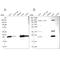 Biliverdin Reductase B antibody, NBP1-83435, Novus Biologicals, Western Blot image 