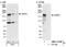 RAD54 Like 2 antibody, NBP1-19107, Novus Biologicals, Western Blot image 