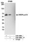 Luc7-like protein 3 antibody, A301-499A, Bethyl Labs, Immunoprecipitation image 