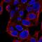 Mannan Binding Lectin Serine Peptidase 2 antibody, NBP1-81259, Novus Biologicals, Immunofluorescence image 