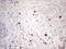 c-Kit antibody, LS-C794494, Lifespan Biosciences, Immunohistochemistry paraffin image 