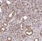 Mastermind Like Transcriptional Coactivator 2 antibody, NBP1-82891, Novus Biologicals, Immunohistochemistry frozen image 