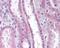 Apolipoprotein D antibody, 49-770, ProSci, Immunohistochemistry paraffin image 