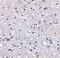 Thymic Stromal Lymphopoietin antibody, PA5-20320, Invitrogen Antibodies, Immunohistochemistry frozen image 
