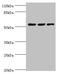 Cornulin antibody, orb354475, Biorbyt, Western Blot image 