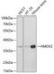 Heme Oxygenase 2 antibody, GTX33238, GeneTex, Western Blot image 