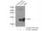 Synaptosome Associated Protein 25 antibody, 60159-1-Ig, Proteintech Group, Immunoprecipitation image 