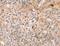 THAP Domain Containing 9 antibody, MBS2518890, MyBioSource, Immunohistochemistry frozen image 