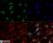 Histone Cluster 2 H3 Family Member D antibody, NB21-1038, Novus Biologicals, Immunofluorescence image 