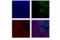 Heme Oxygenase 1 antibody, 86806S, Cell Signaling Technology, Immunofluorescence image 