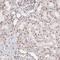 Muscleblind Like Splicing Regulator 1 antibody, HPA035098, Atlas Antibodies, Immunohistochemistry frozen image 