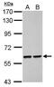 Thymocyte Selection Associated High Mobility Group Box antibody, PA5-30328, Invitrogen Antibodies, Western Blot image 