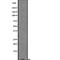 Islet Amyloid Polypeptide antibody, abx216120, Abbexa, Western Blot image 