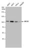 BICD Cargo Adaptor 2 antibody, MA5-23522, Invitrogen Antibodies, Western Blot image 
