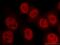 Interferon Regulatory Factor 5 antibody, 60088-1-Ig, Proteintech Group, Immunofluorescence image 