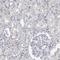 Tenascin R antibody, HPA027150, Atlas Antibodies, Immunohistochemistry frozen image 