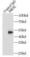HIP-55 antibody, FNab02257, FineTest, Immunoprecipitation image 