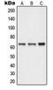 Neuralized E3 Ubiquitin Protein Ligase 1 antibody, MBS820324, MyBioSource, Western Blot image 