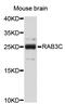 RAB3C, Member RAS Oncogene Family antibody, STJ25261, St John