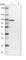 TRAP antibody, HPA010634, Atlas Antibodies, Western Blot image 