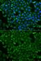 Cysteinyl-TRNA Synthetase antibody, GTX65912, GeneTex, Immunofluorescence image 