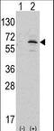 NEDD8 Activating Enzyme E1 Subunit 1 antibody, LS-C100847, Lifespan Biosciences, Western Blot image 