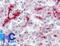 Caudal Type Homeobox 2 antibody, NBP2-24583, Novus Biologicals, Immunohistochemistry frozen image 