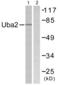 Ubiquitin Like Modifier Activating Enzyme 2 antibody, abx013243, Abbexa, Western Blot image 