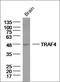TNF Receptor Associated Factor 4 antibody, orb317981, Biorbyt, Western Blot image 