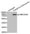 Nibrin antibody, MBS128449, MyBioSource, Western Blot image 