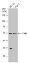 TGF-Beta Activated Kinase 1 (MAP3K7) Binding Protein 1 antibody, GTX107892, GeneTex, Western Blot image 