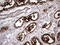Angiotensin I Converting Enzyme 2 antibody, LS-C790041, Lifespan Biosciences, Immunohistochemistry frozen image 