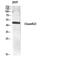 Chemerin Chemokine-Like Receptor 1 antibody, A02960, Boster Biological Technology, Western Blot image 