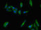 IL-28B antibody, orb46279, Biorbyt, Immunofluorescence image 