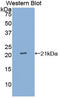Interleukin 25 antibody, LS-C294894, Lifespan Biosciences, Western Blot image 