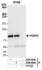 Hook Microtubule Tethering Protein 3 antibody, A304-906A, Bethyl Labs, Immunoprecipitation image 
