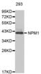 Nucleophosmin 1 antibody, abx000730, Abbexa, Western Blot image 